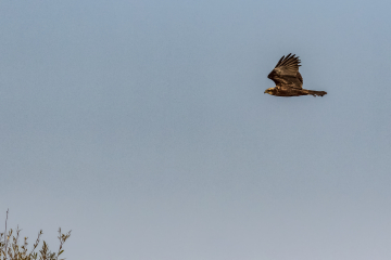 Marsh harriers and more